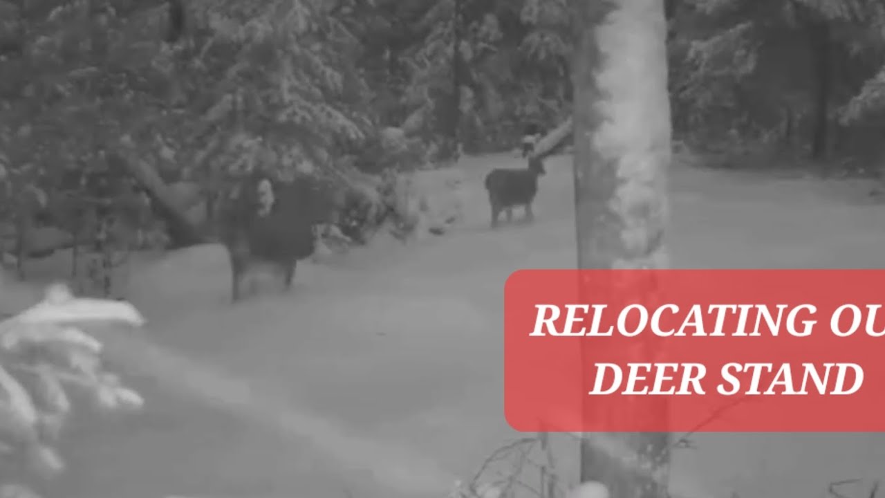 NOW IS THE TIME TO CHECK YOUR DEER STAND LOCATION 