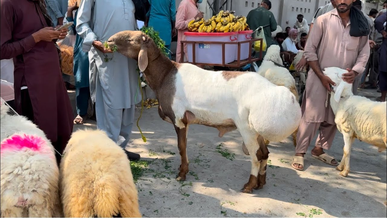Wednesday Update Lahore Bakra Mandi Turkey Dumbe Desi Chatre Mazhar Biba Official 