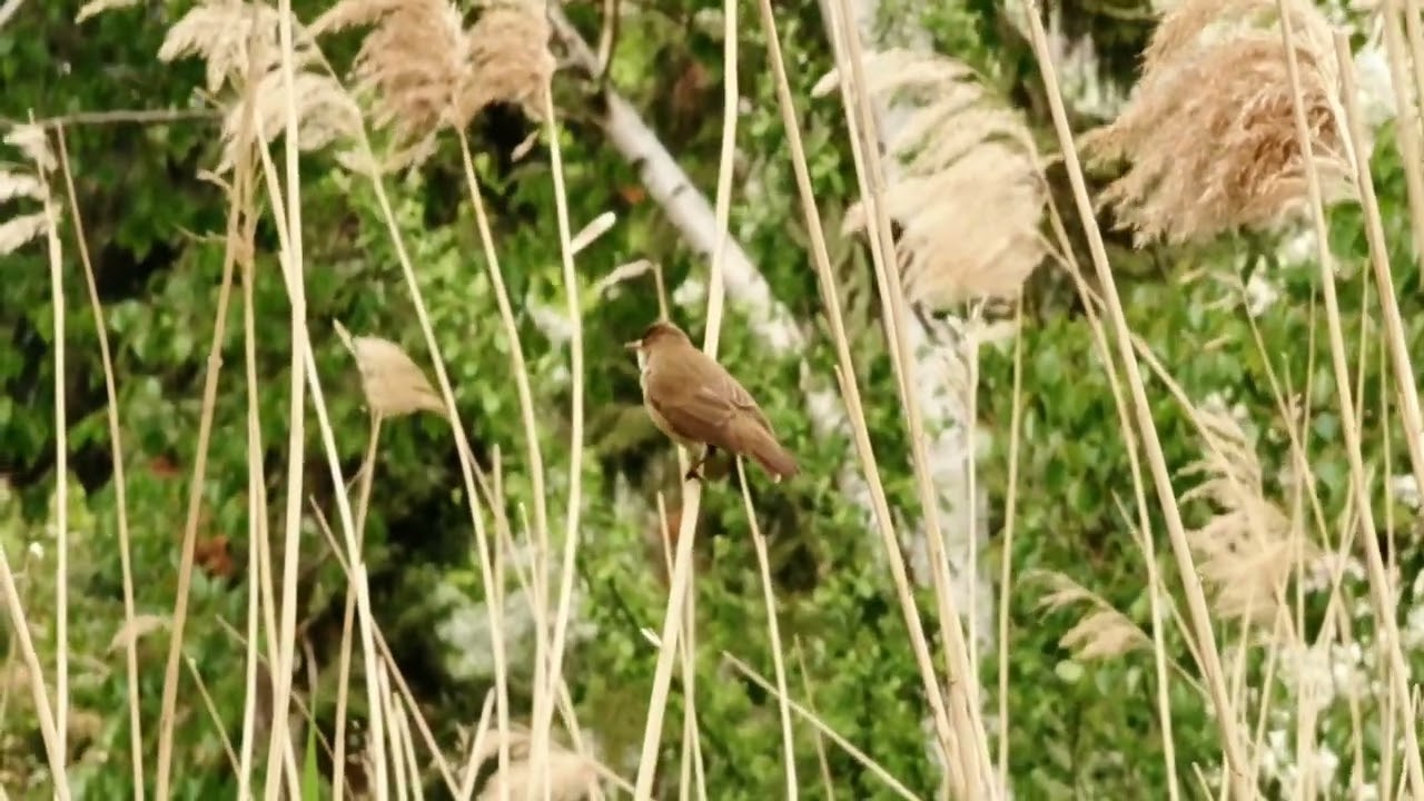 Reed Warblers 