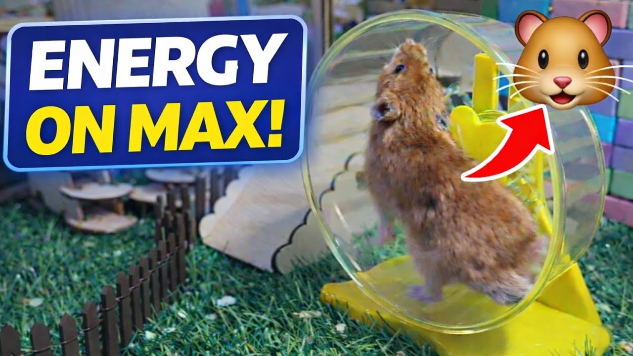 Hamster Wheel Marathon & Nature Playtime