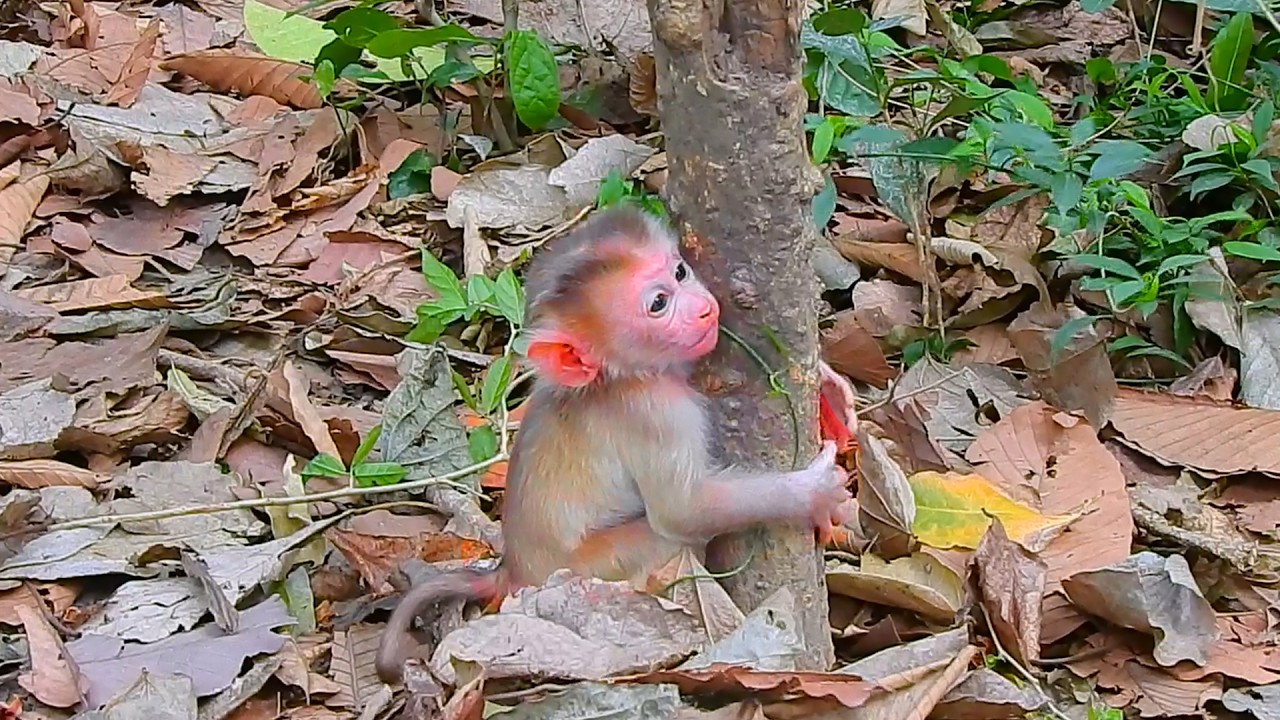 It's so cute when Levy sits and hugs a tree because he can't climb it