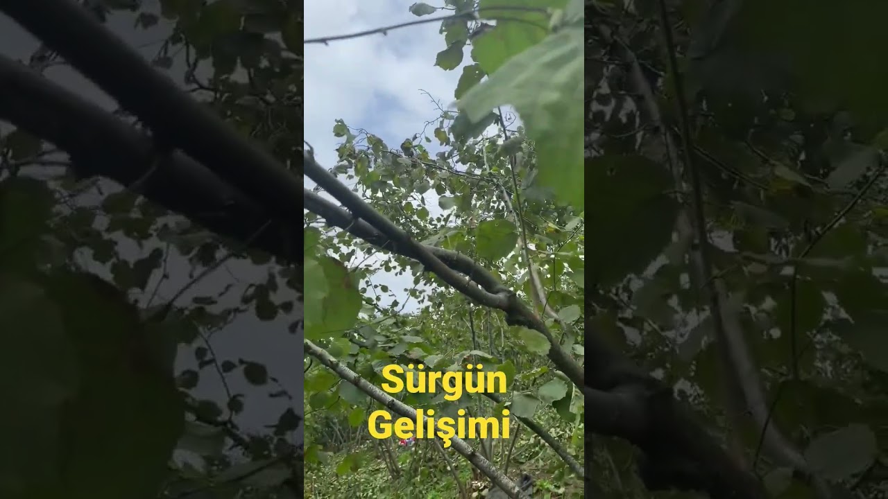 Fındıkta tepe budama sonucunda s&uuml;rg&uuml;n gelişimi #oğuzhangen&ccedil;