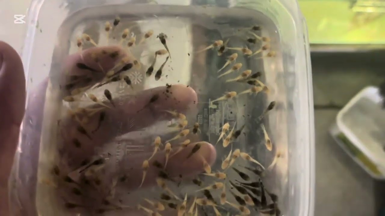 Kolejne młode zbrojniki na hodowli , tym razem kolorowo . 