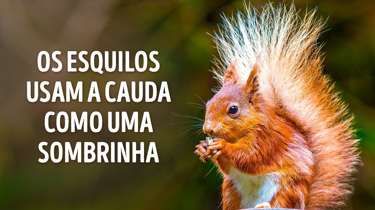 50 Curiosidades Animais Que V&atilde;o Derreter Seu Cora&ccedil;&atilde;o