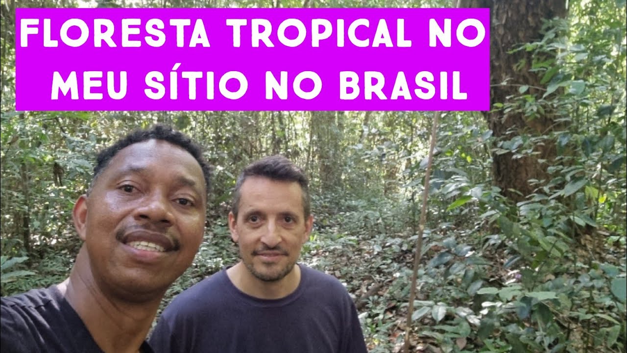 FLORESTA TROPICAL NO MEU SÍTIO NO BRASIL/FIZ UM TOUR#brasil #sitio #chácara 