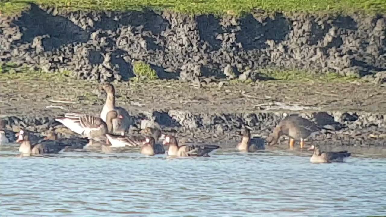 Tundra Bean, Russian White-fronted and Barnacle Geese, Sutton N Fen, Cambridgeshire, December 2025
