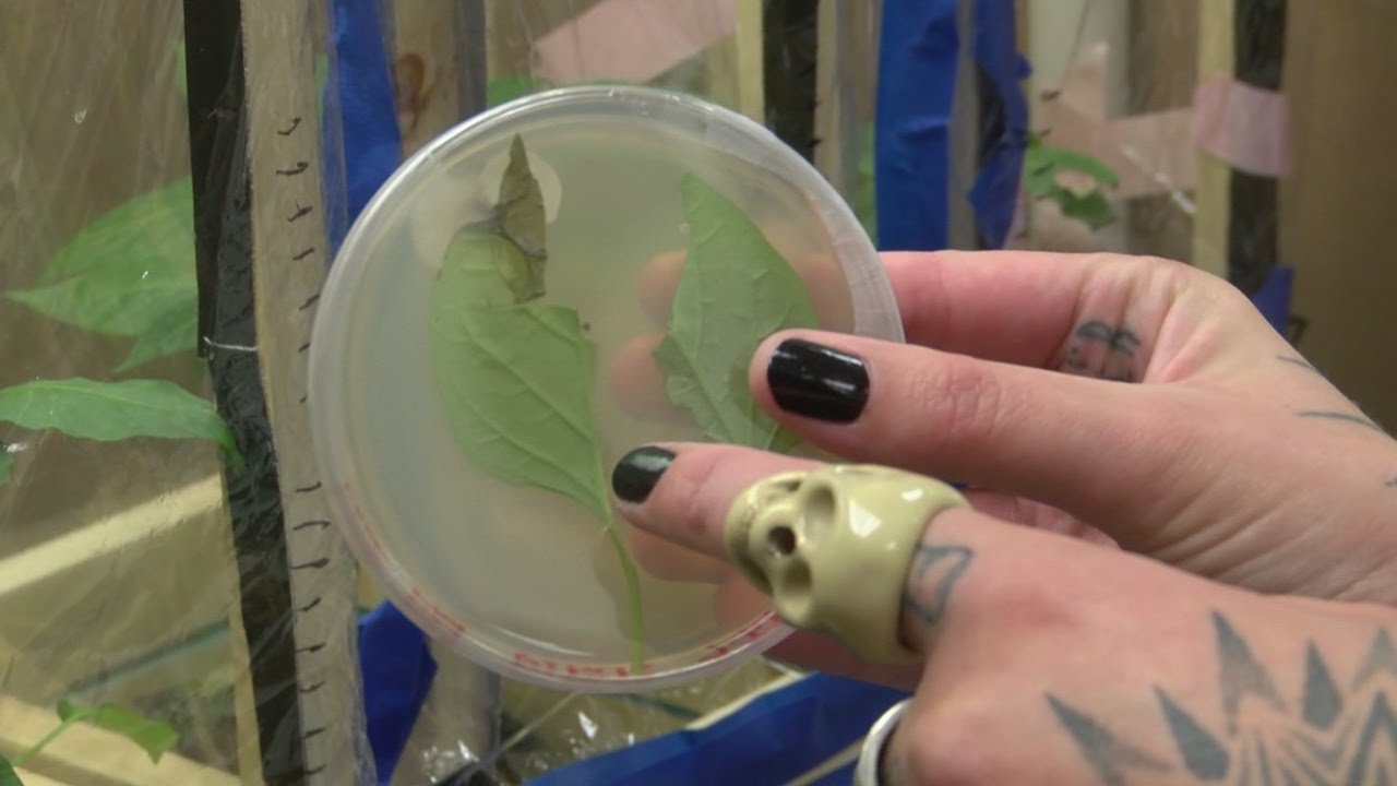 New Mexico Tech breakthrough promises disease-resistant plants