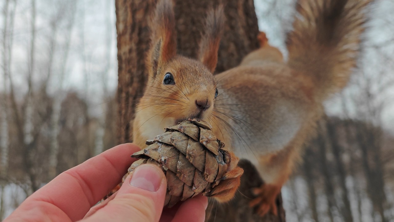 Голодные белки. Небольшая зарисовка / Hungry squirrels. A small sketch