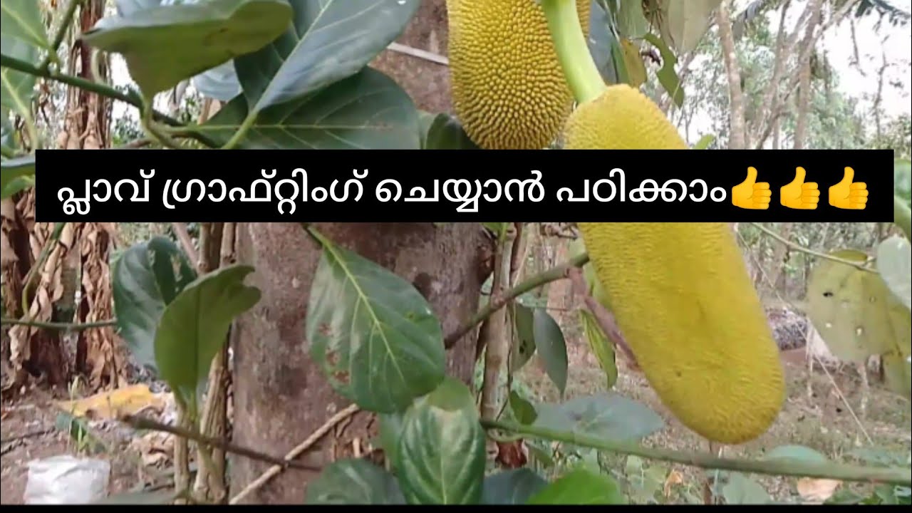 പ്ലാവ് Vഗ്രാഫ്റ്റിംഗ് സിമ്പിൾ ആയി ഈ വീഡിയോ കാണുന്ന കൊച്ചുകുട്ടികൾക്ക് പോലും ഗ്രാഫ്റ്റിംഗ്  ചെയ്യാം👌👌