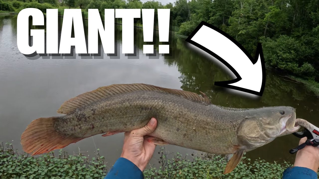 There Are POWERFUL FISH Living in this Muddy Lake! (GIANT)