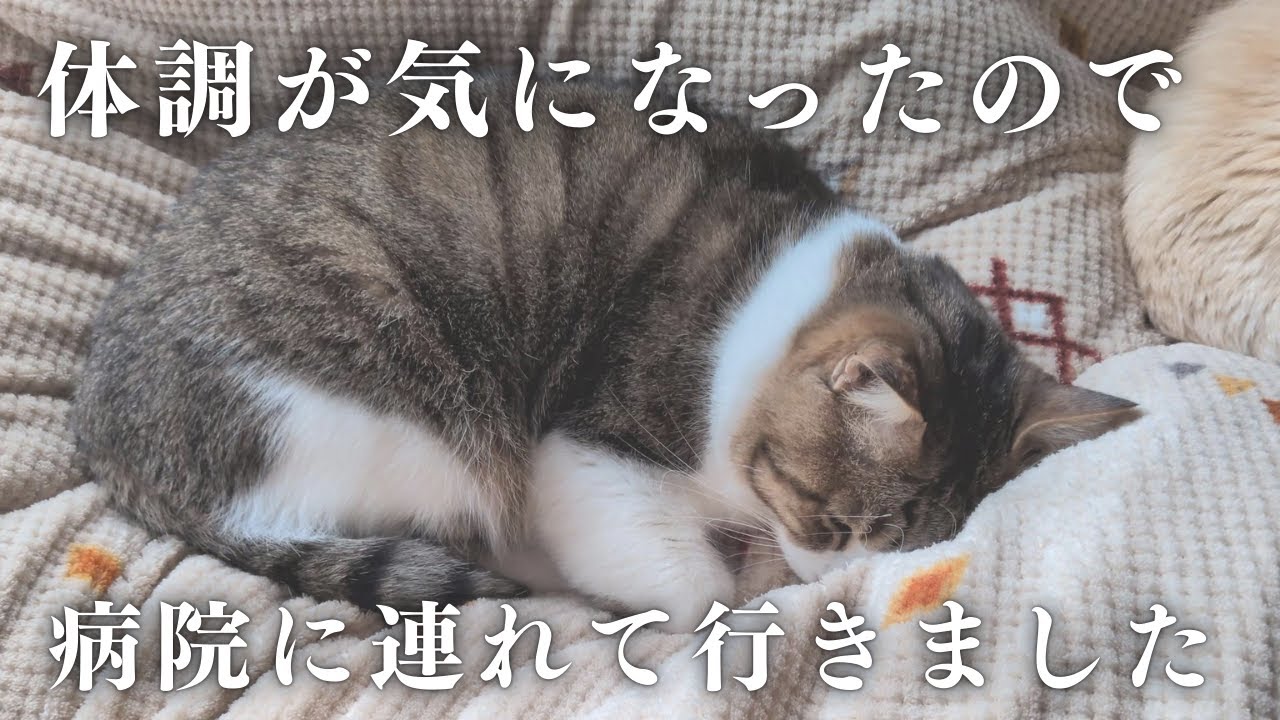 おしっこが泡立つので、寅次郎を病院に連れて行きました