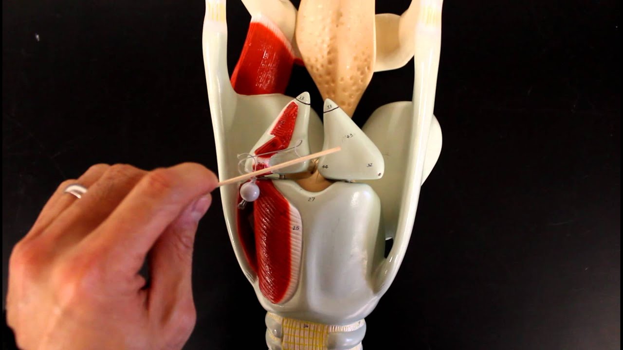 RESPIRATORY SYSTEM ANATOMY: Larynx model