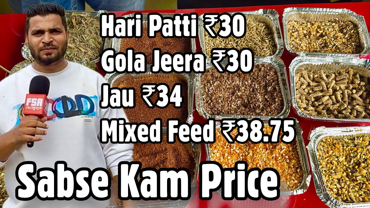 Mashallah MS Goat Feed Padgha | Sabse Sasti Feed Yahin Milegi