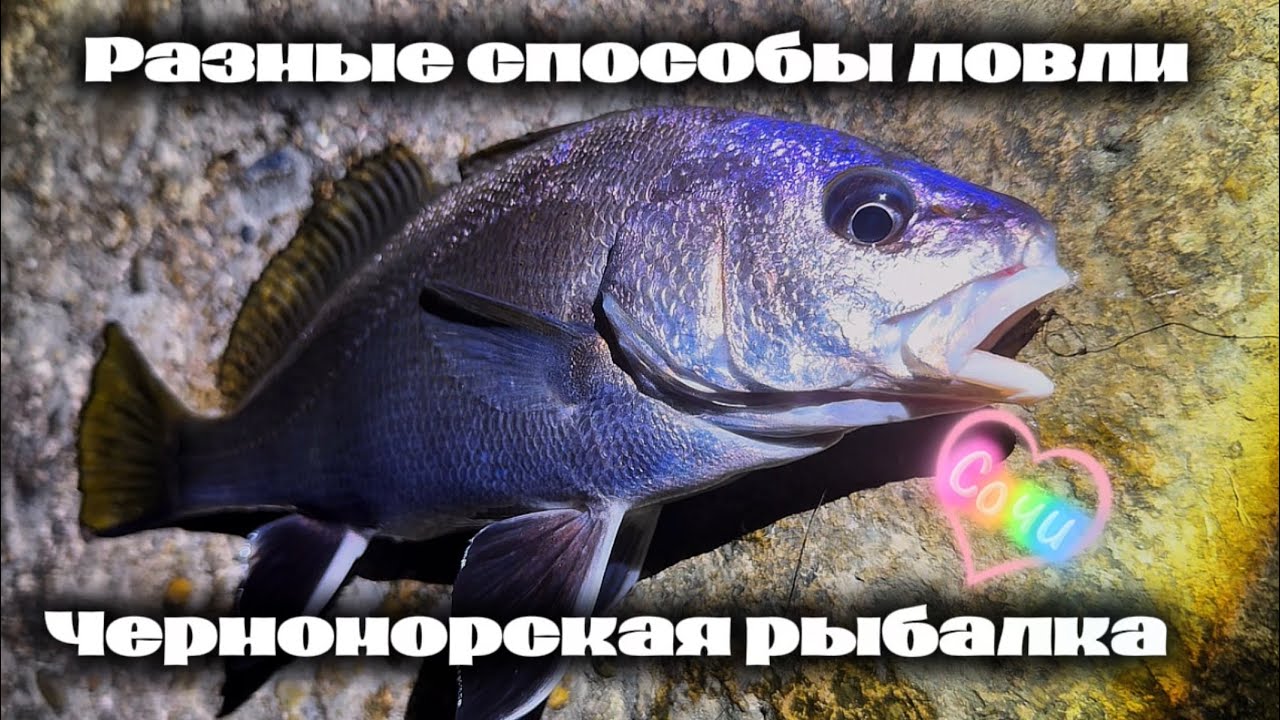 Разные оснастки, способы ловли рыбы на Черном море #fishing #рыбалка #sochi #сочи #море #seafishing