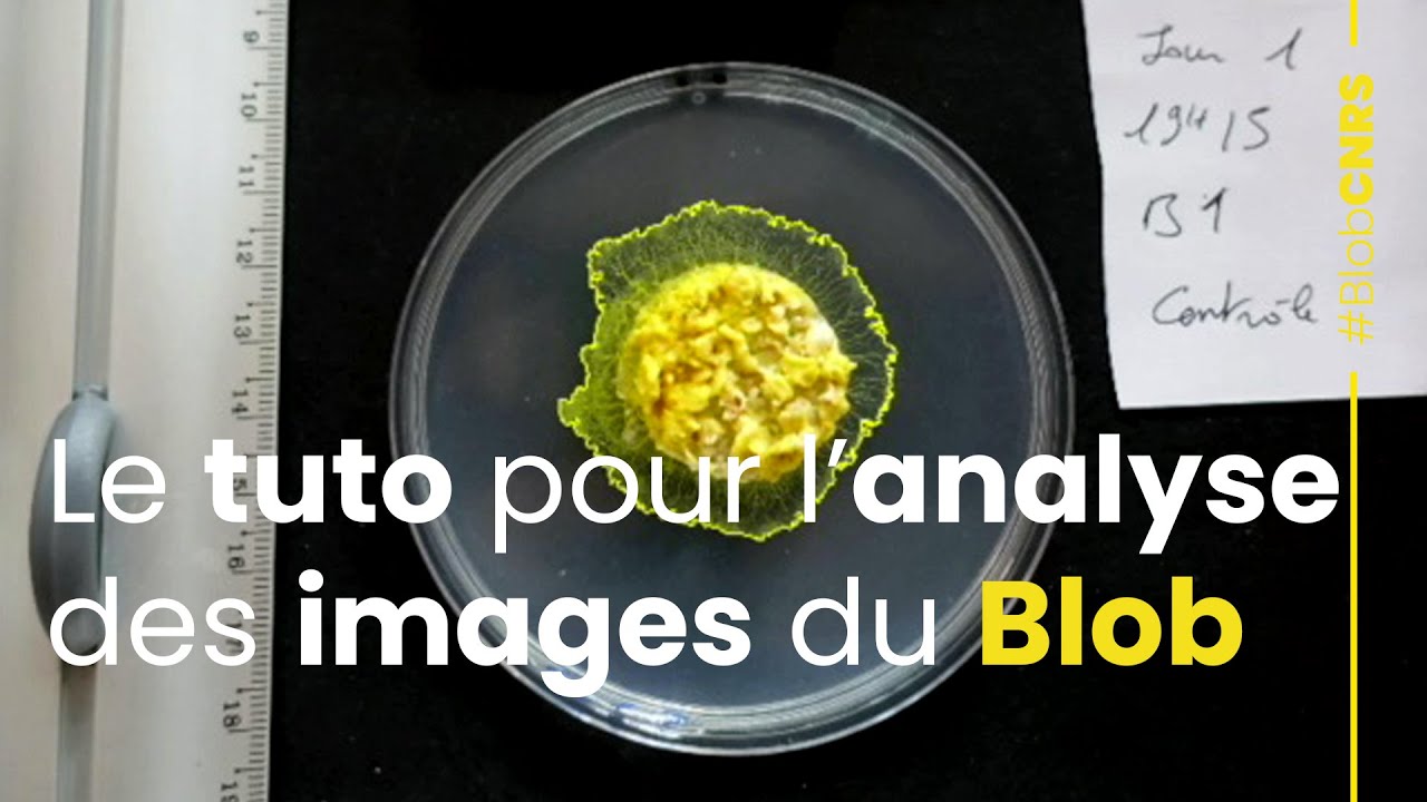 Comment analyser les images du Blob ?