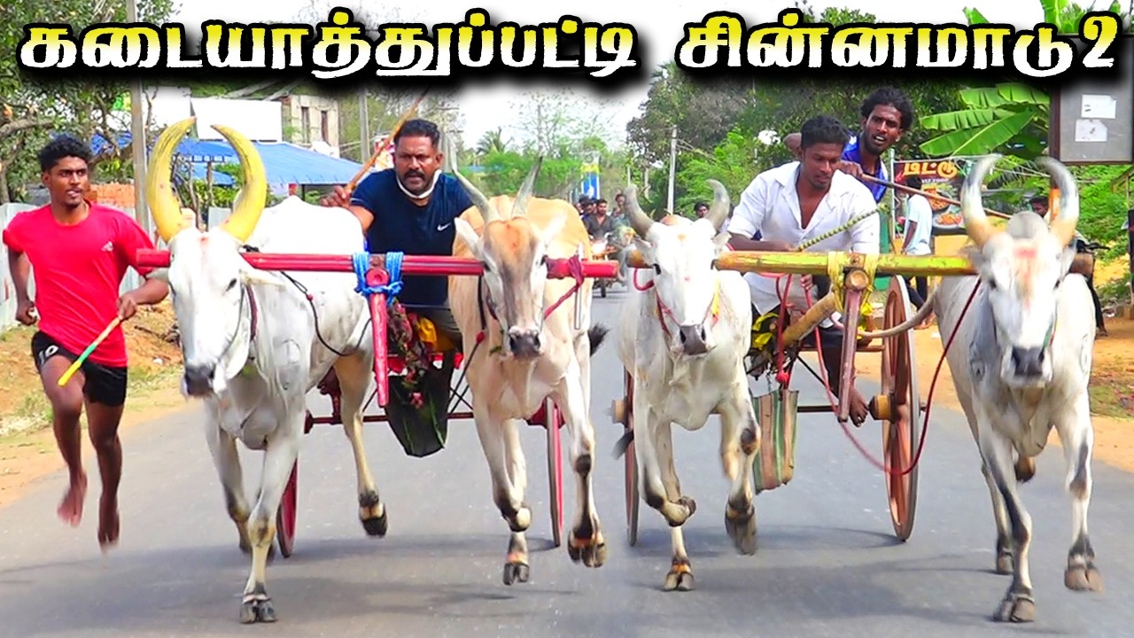 கடையாத்துப்பட்டி சின்னமாடு2 பந்தயம்     18.03.2026