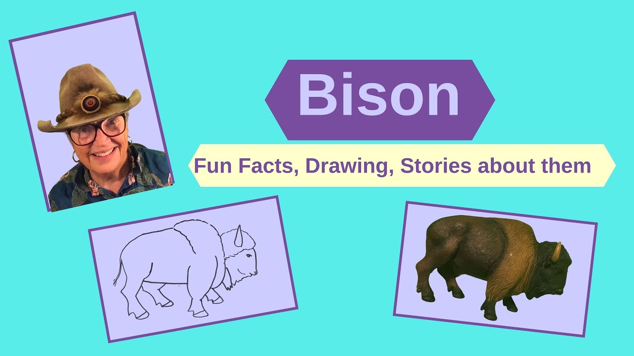 Draw a Bison #nationalbisonday