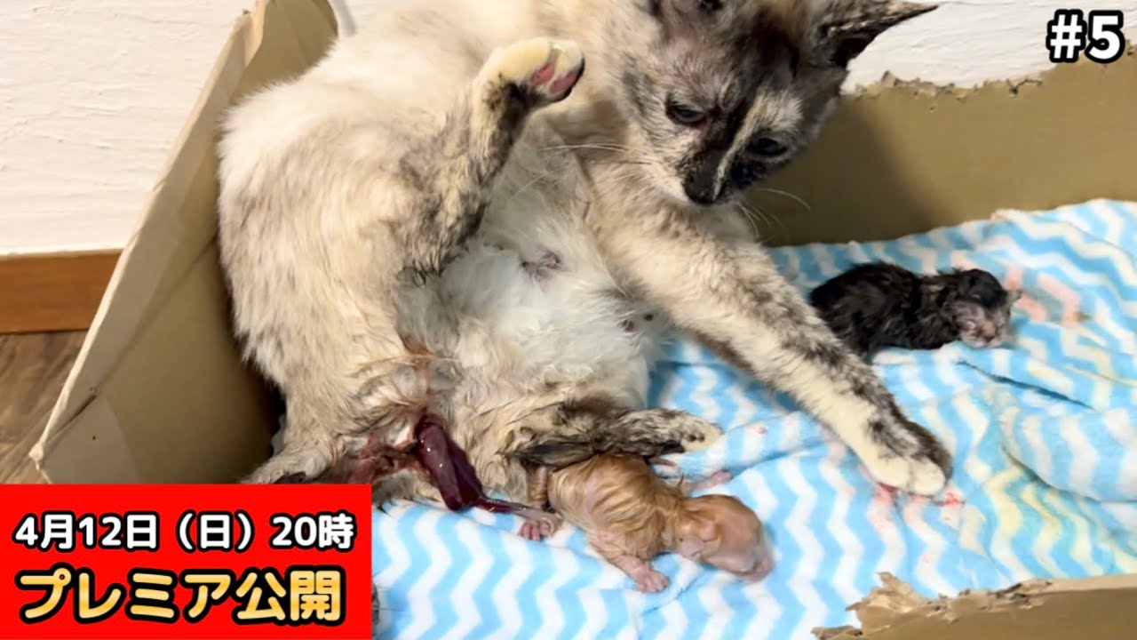 【閲覧注意】保護した猫の出産。小さな命が生まれる瞬間を見守りました