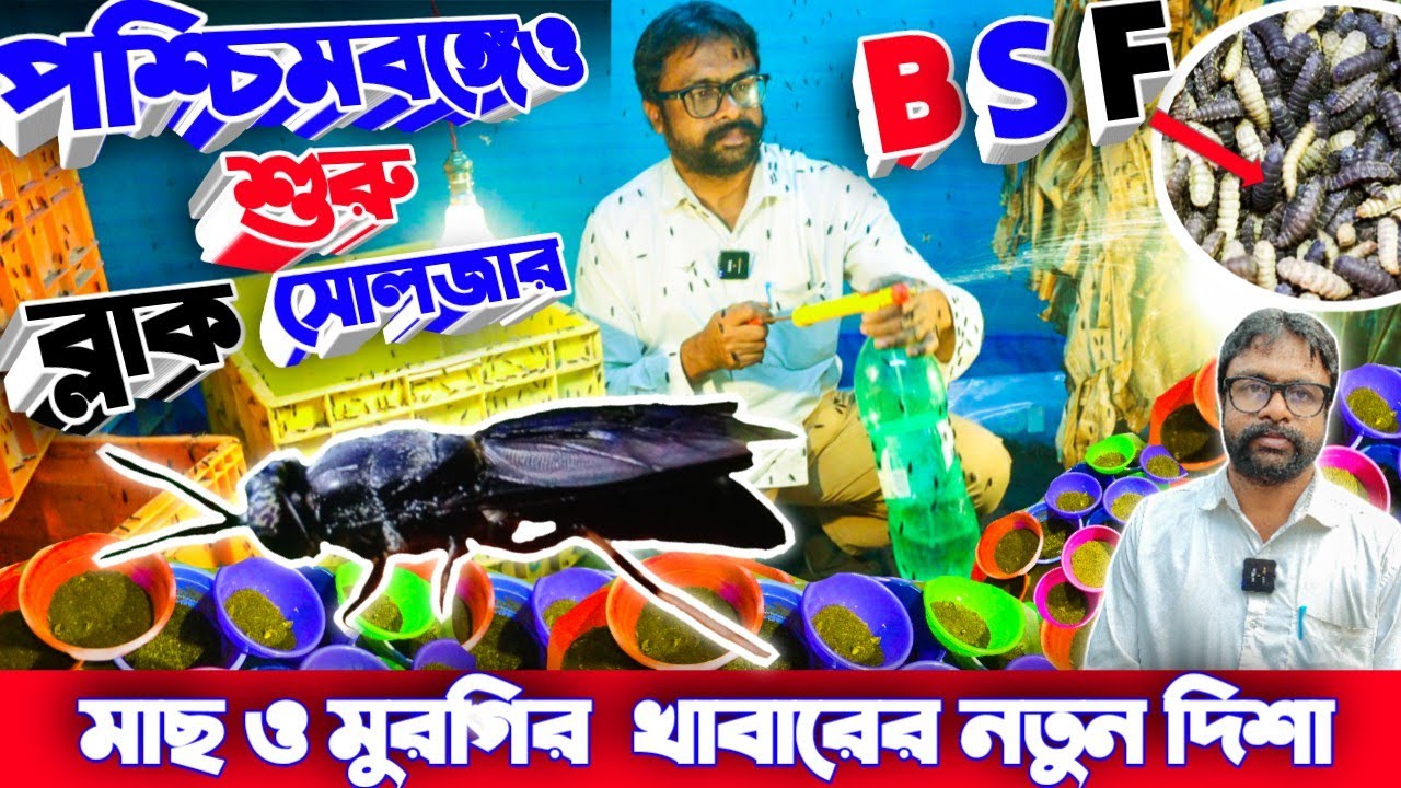 নাম মাএ খরচা করে BSF চাষ করে নজরে এখন এই খামারি // BLACK SOLDIER FARMING IN INDIA