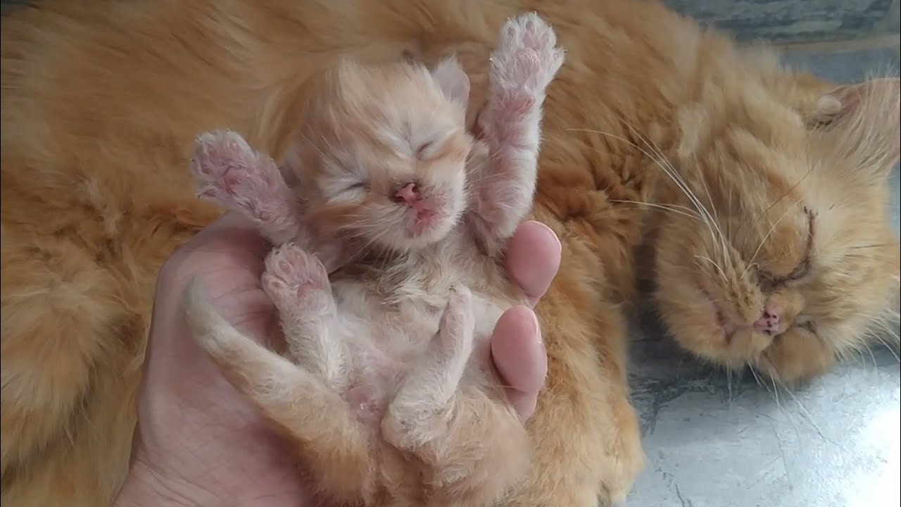 Rescue Kittens Battle For Milk Dominance in Epic Showdown On Camera