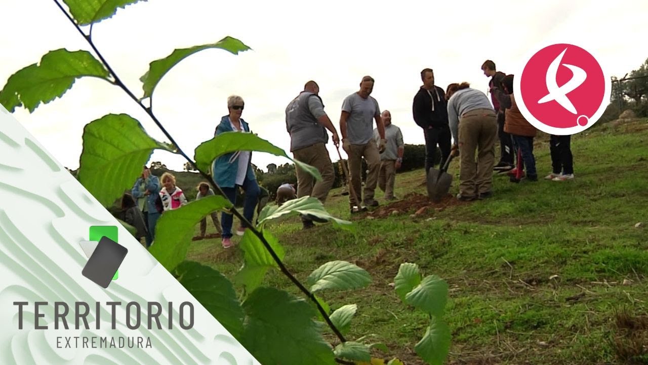 Peraleda de San Román quiere recuperar sus olmos | Territorio Extremadura