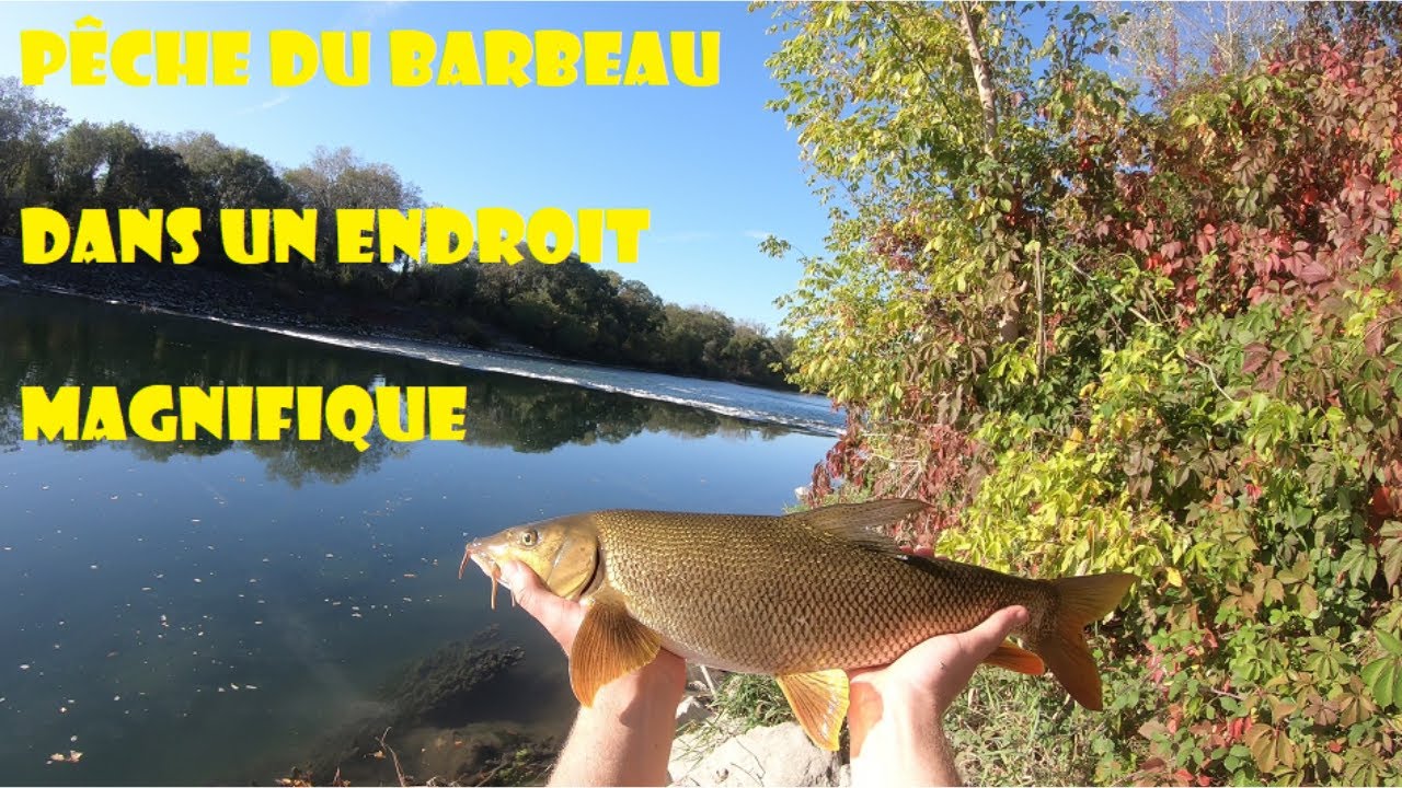 Pêche du Barbeau dans un endroit magnifique