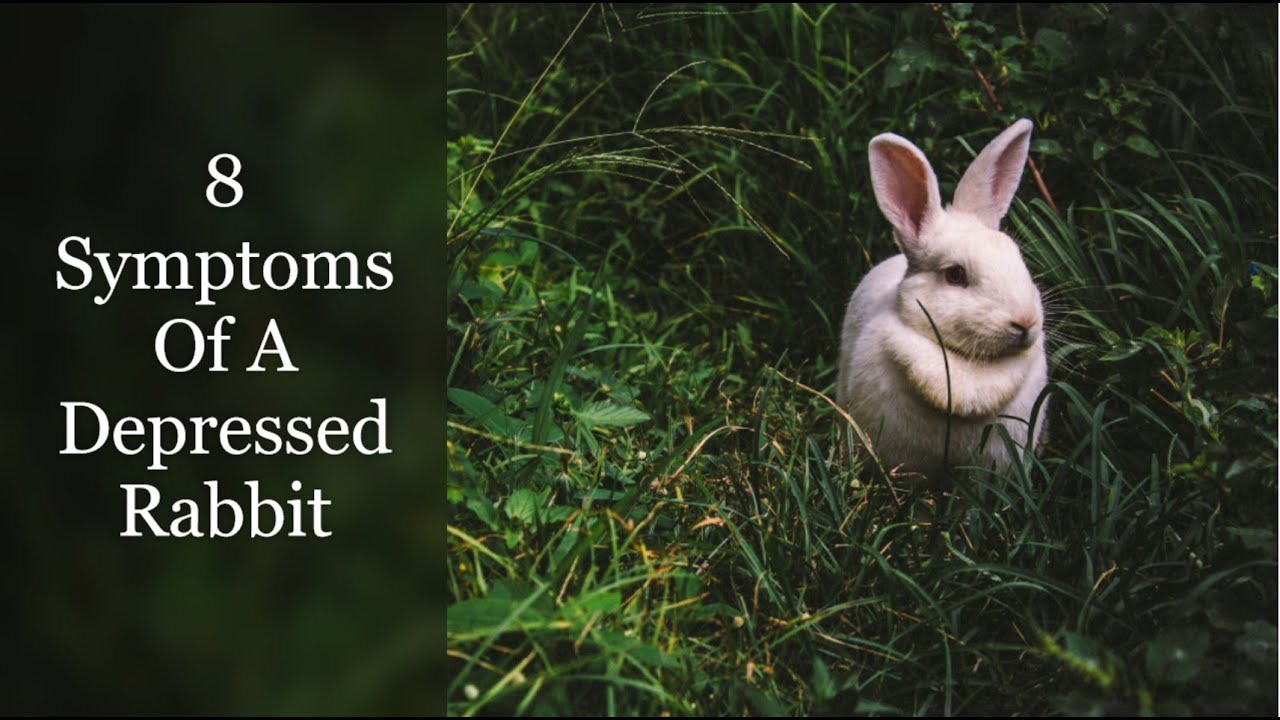 8 Symptoms Of A Depressed Rabbit