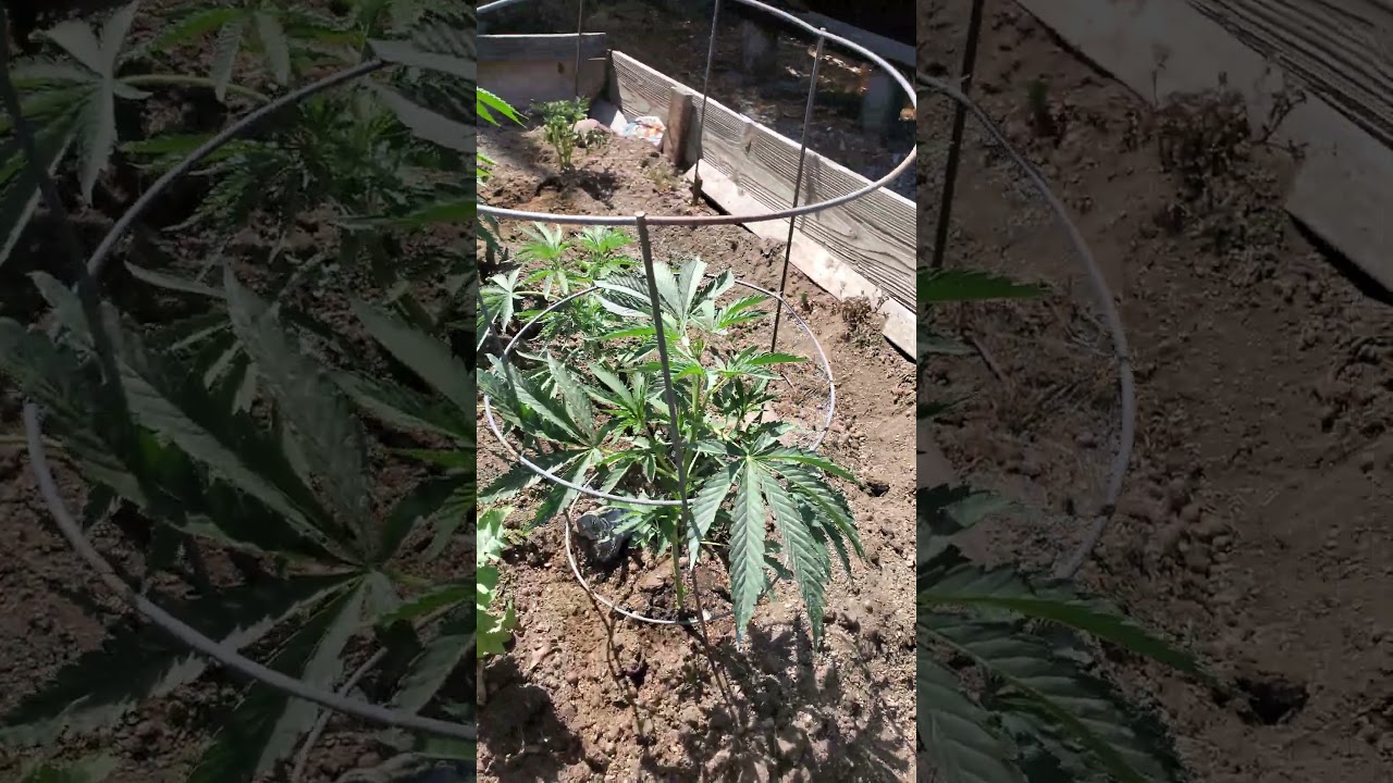 Summertime in So Cal.  Alien OG seed run