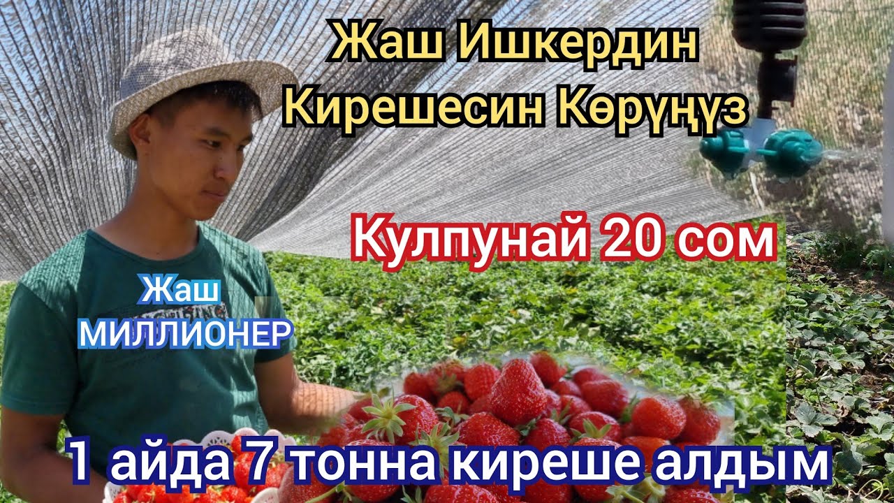 1 айда 7 тонна Тушум берди КУЛПУНАЙ САТЫП МИЛЛИОН киреше тАпкан жаш Ишкер