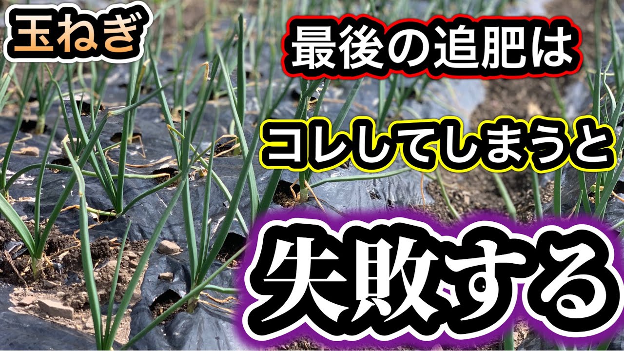 【玉ねぎ栽培】重要な最後の追肥（止め肥）、これだけは絶対やめて…意外とやりがちNG行動