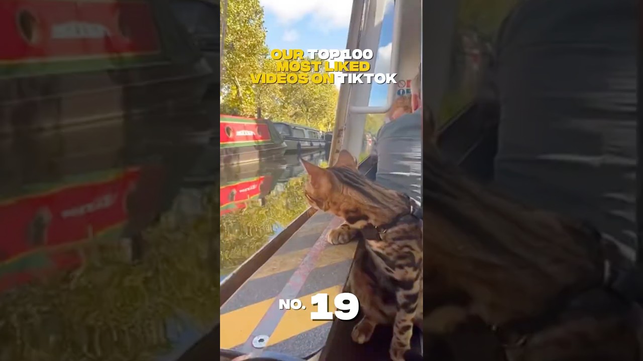 Taking my Bengal cat on a tourist boat #bengalcat #adventurecat #catlovers #londonlife #catdad