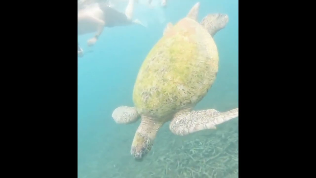 Going for a swim with giant turtle Seminyak Bali Indonesia 🇮🇩 #turtle #indonesia #bali