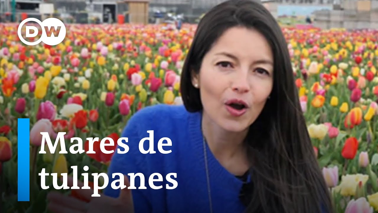 ¡Escápate! - Tulipanes en Holanda, la fábula de los músicos de Bremen y cocinar como un sueco.