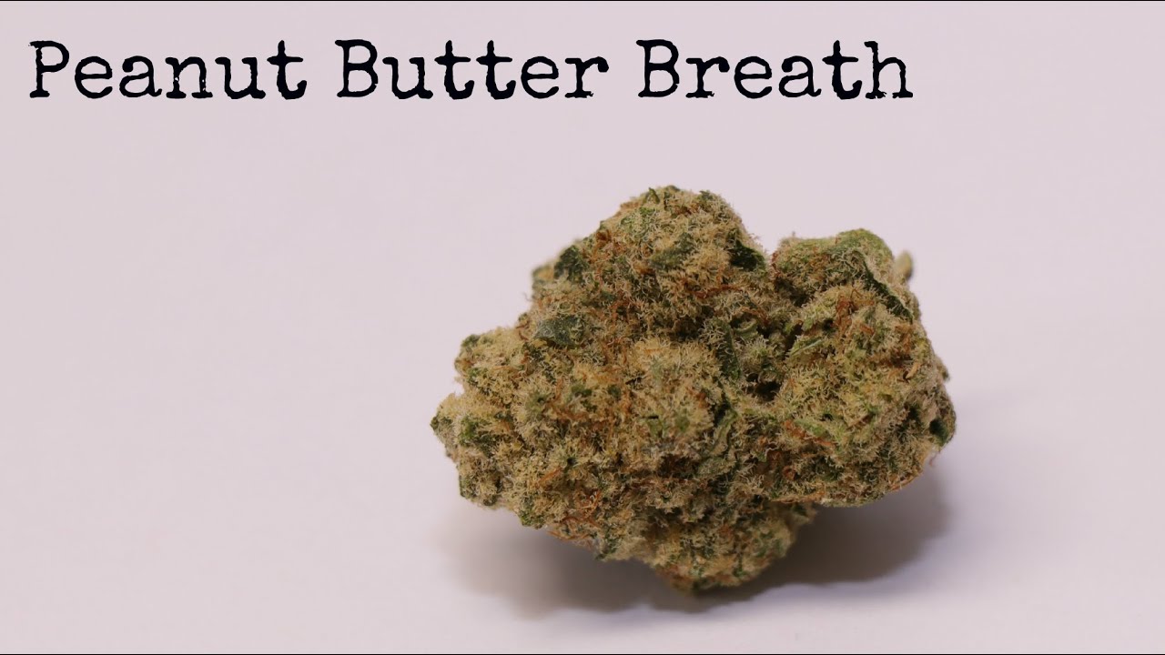 Birdsong - Peanut Butter Breath (Medical Marijuana Review)
