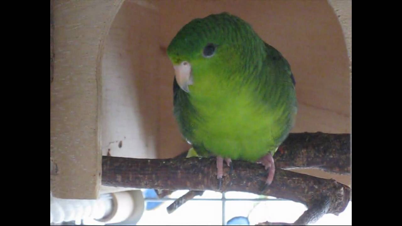 Henry, der sprechende Katharinasittich / Henry, the talking lineolated parakeet
