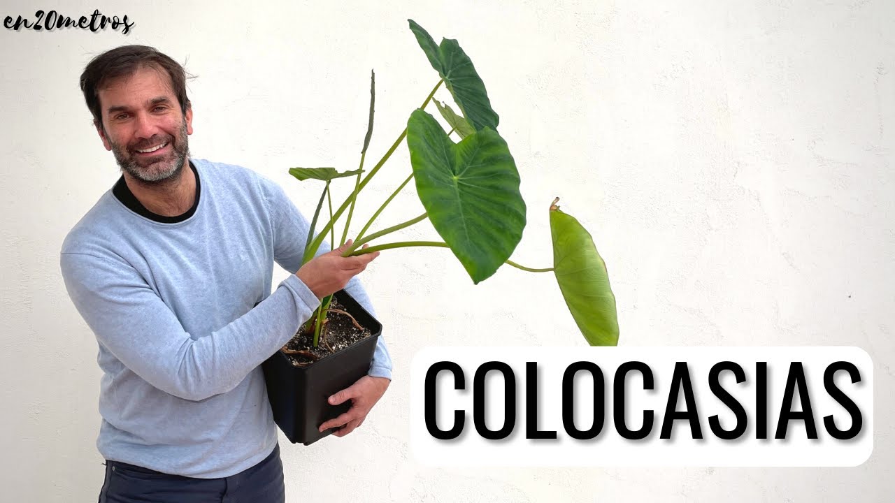 COLOCASIAS, ALOCASIAS y MANTO DE EVA en maceta o en jardín: cuidados y consejos || en20metros