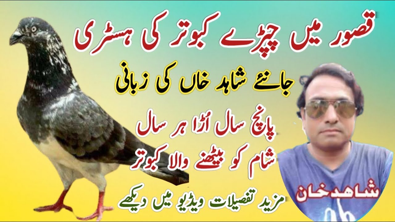 Kasur Shehar Ma Chapry Kabutar Ki Histri || Kasuri Kabutar Ki Pachan || Sham Tak Urny Wala Kabutar