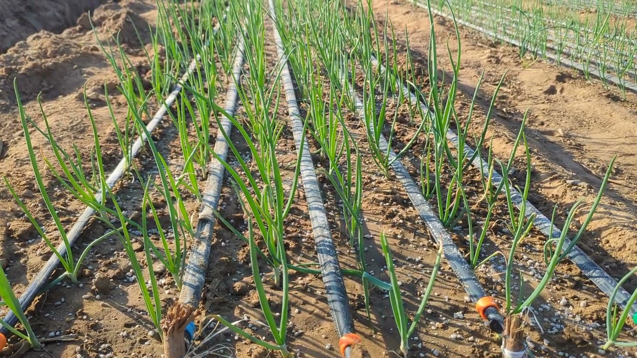 ZAMBIA ONION FARMING -FIRST TOP DRESSING