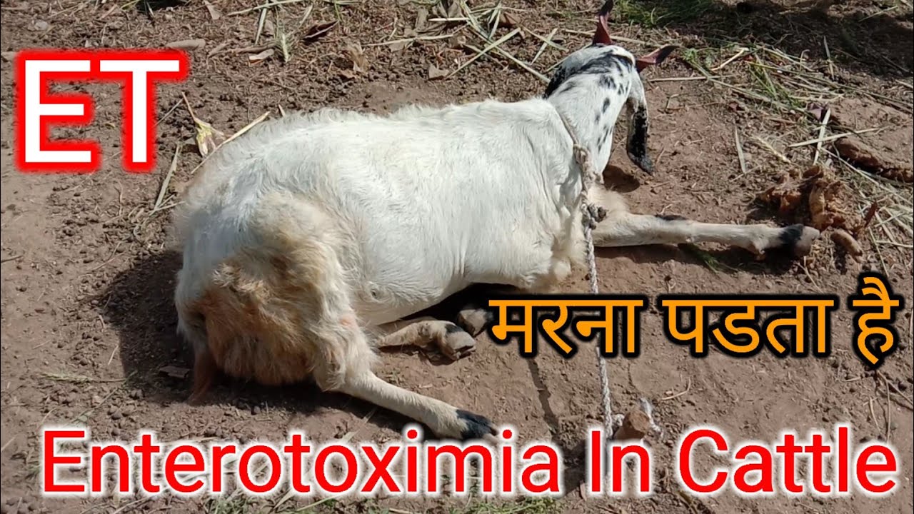 Enterotoximia In Cattle || enterotoximia symptoms ||