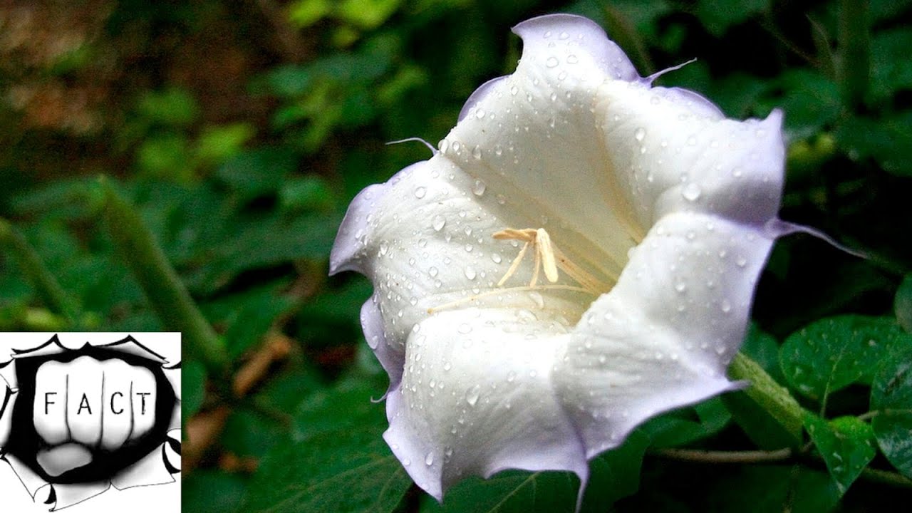 Top 10 Most Beautiful Night Blooming Flowers