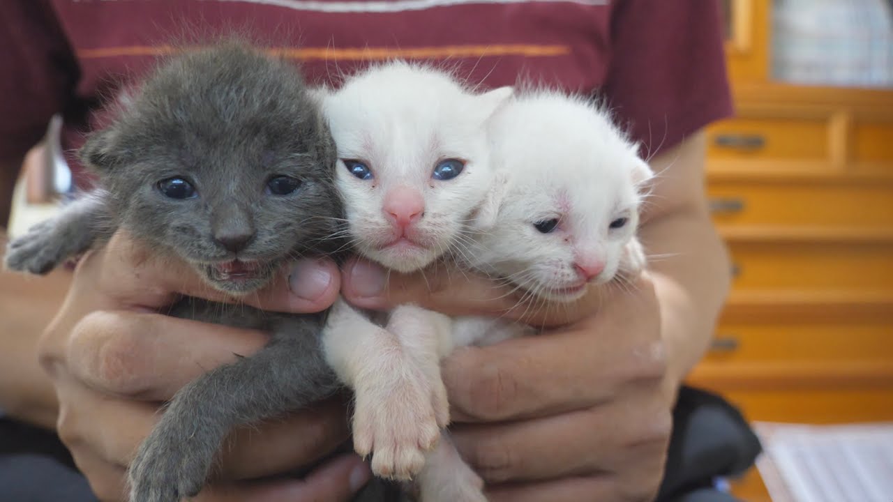 【子猫】３匹の目が全開に開きました！