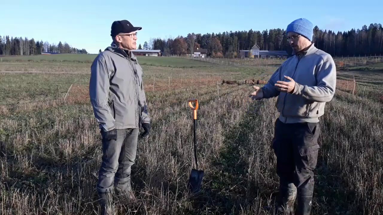 Kerääjäkasvien viljelykokemuksia: Tuomas Mattila, Kilpiän tila, Lohja (koko haastattelu)