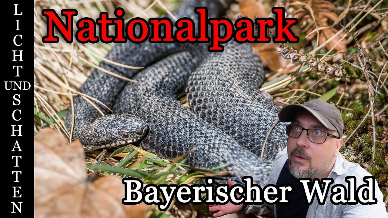 Reptilien im Nationalpark Bayerischer Wald