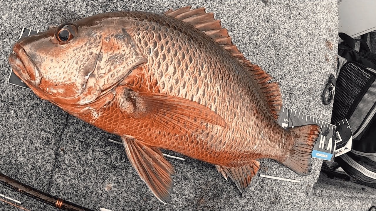 MANGROVE JACK SESSION | Fishing Nerang River.