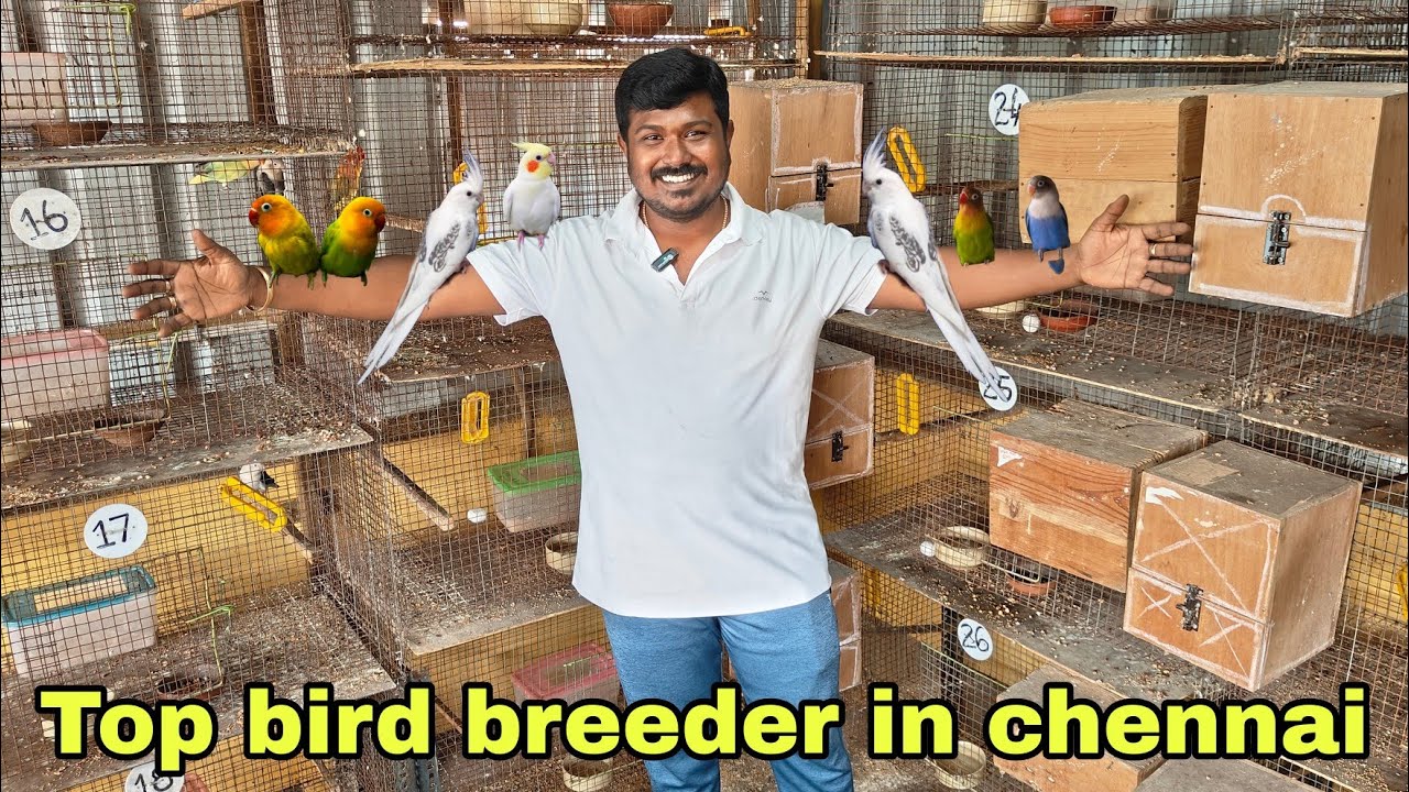Bird man in chennai | bird farm tour | தமிழ்