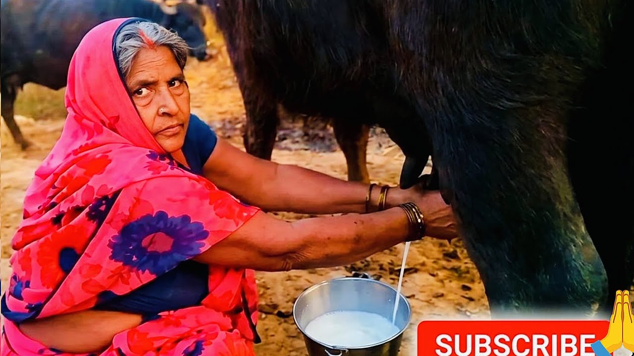 गांव कीसुबह शाम भैंस दुहना सादा ज्यादा से ज्यादा सपोर्ट करिए और शेयर करिए जीवन असली मेहनत है