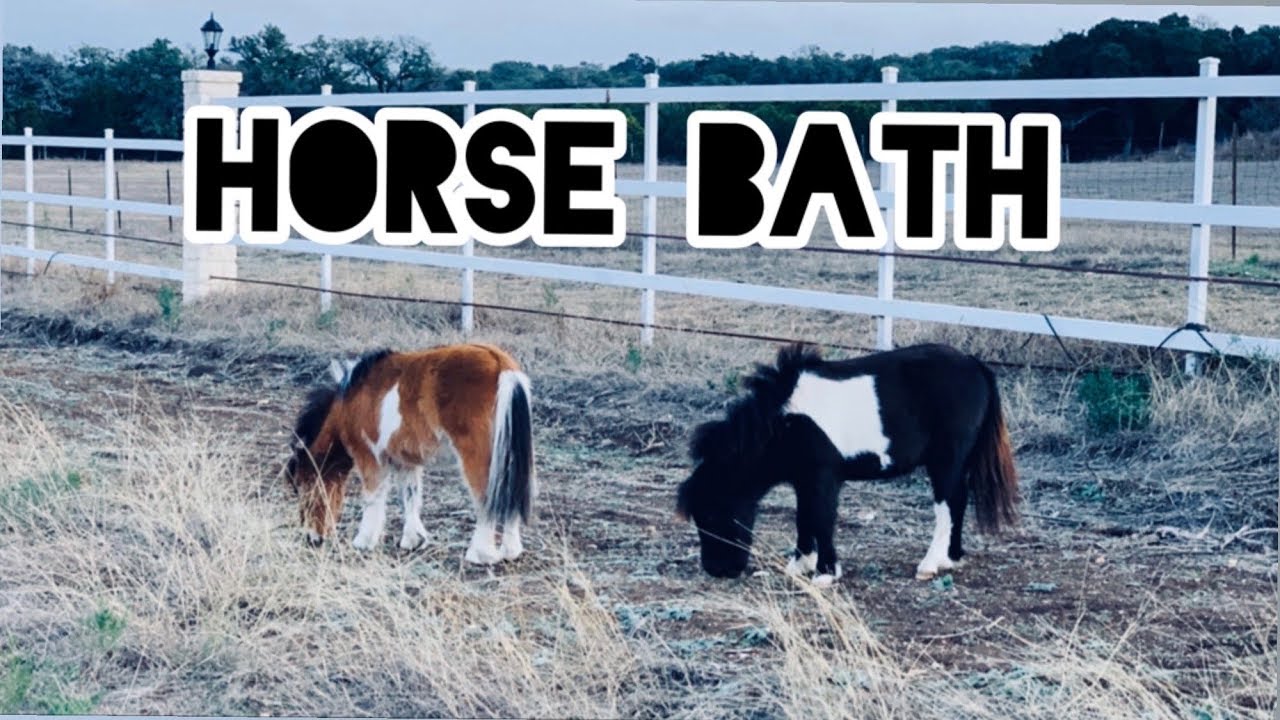 Un Necesario Baño para Texas & Biggie 🐴🧼🚿🐴