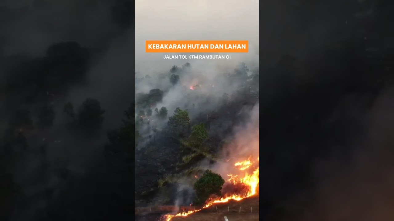 kebakaran hutan kemarin #karhutla #sumselterkini #shortvideo #yukbikinshort