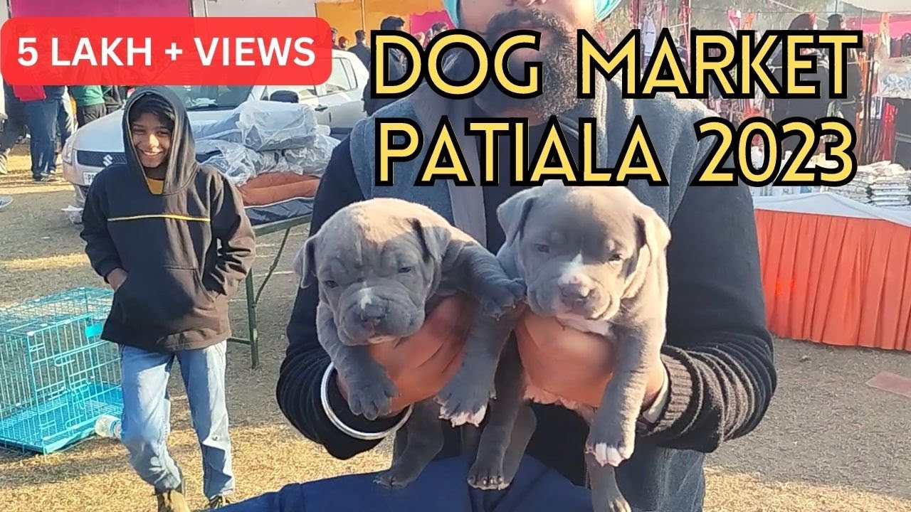 Puppy market in India at cheapest rates| Wholesale Dog market outside Patiala Dog show 2023