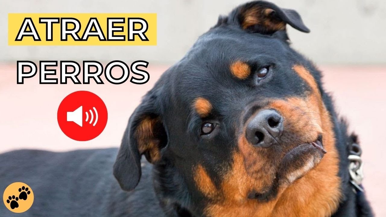 ATRAER a un PERRO 🐕 Sonido para Llamar a los Perros (GARANTIZADO)